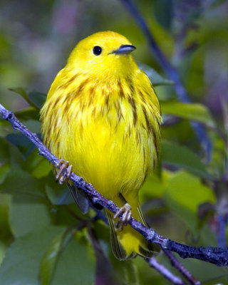 Yellow Warbler posing.jpg