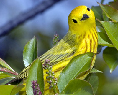 Yellow Warbler staring.jpg