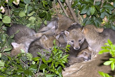 Coyote pile-up.jpg