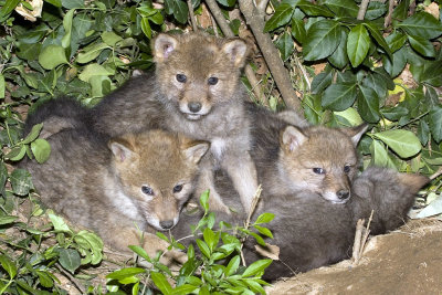 Coyote Pups four.jpg