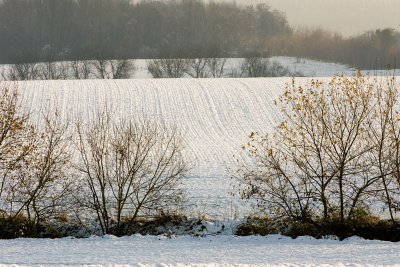 White plowed