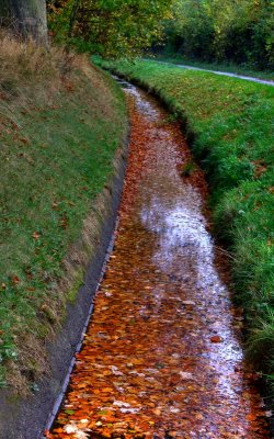 Autumn Colour In Watercourse