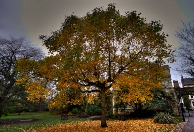 Museum Gardens