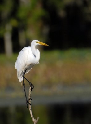Great Egret