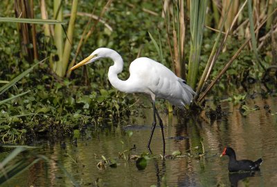 Great Egret and Common Moorhen