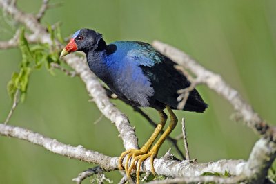 Purple Gallinule