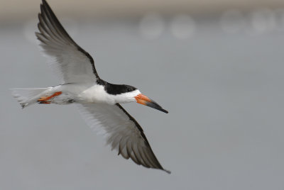 Black Skimmer