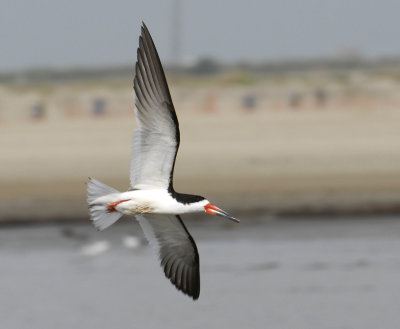 Black Skimmer