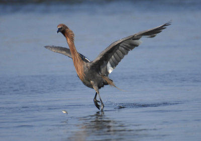 Reddish Egret