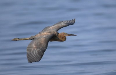 Reddish Egret