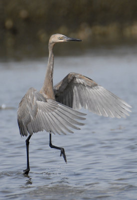 Reddish Egret