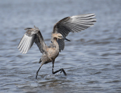 Reddish Egret