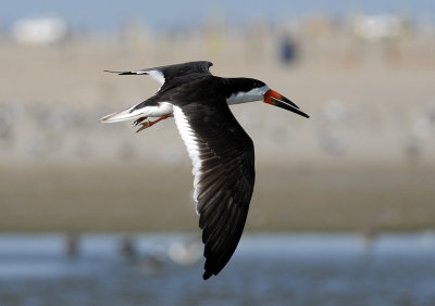 Black Skimmer