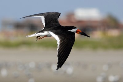 Black Skimmer