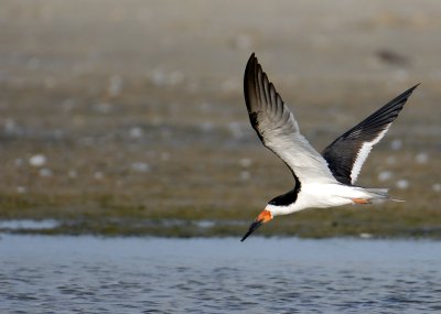 Black Skimmer