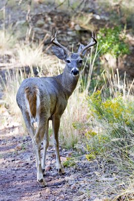 Carmen Mountain Whitetail Deer