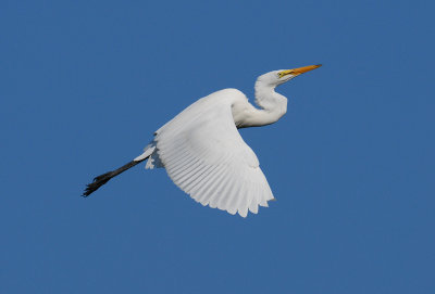 Great Egret