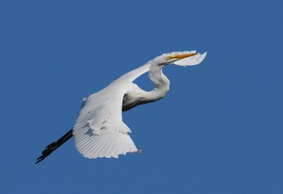 Great Egret