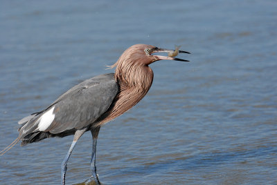 Reddish Egret