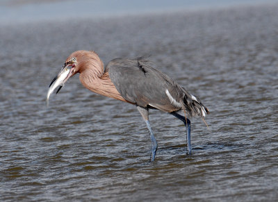 Reddish Egret