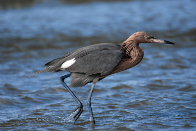 Reddish Egret