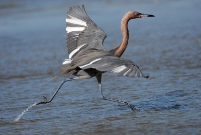   Reddish Egret