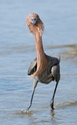 Reddish Egret