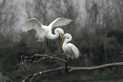 Great Egrets