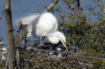 Great Egrets