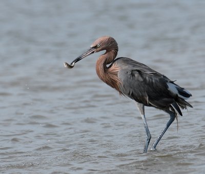 Reddish Egret