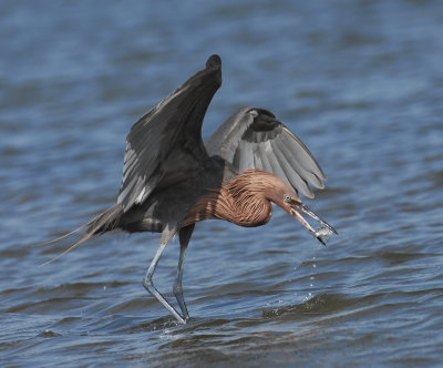 Reddish Egret