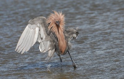 Reddish Egret