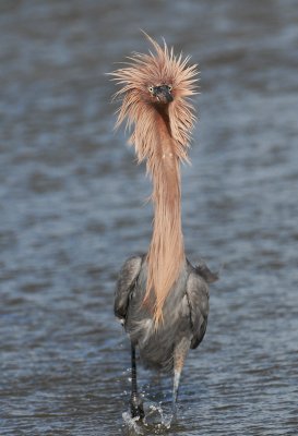 Reddish Egret