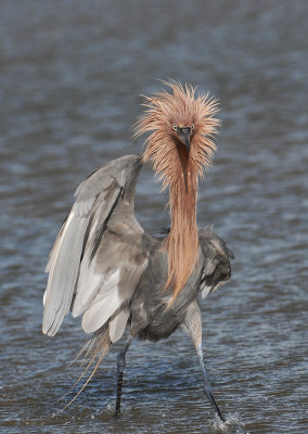 Reddish Egret