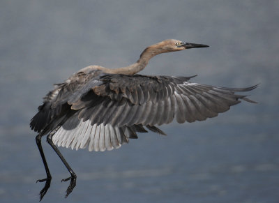 Reddish Egret