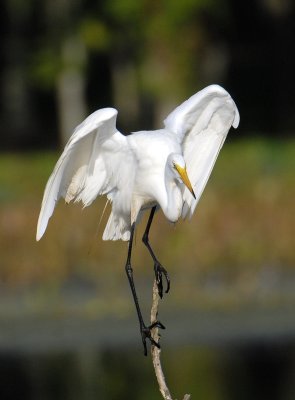 Great Egret