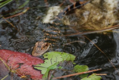 Everglades Airboat Tour