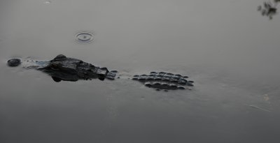 Everglades Airboat Tour