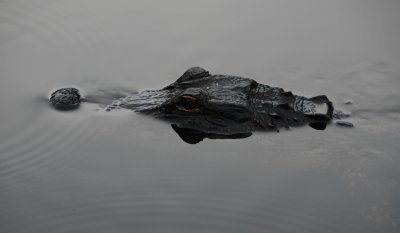 Everglades Airboat Tour