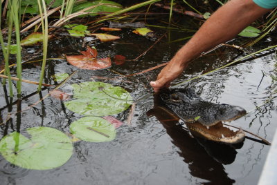 Everglades Airboat Tour