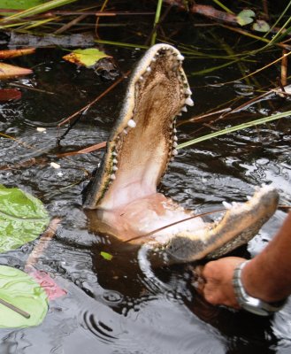 Everglades Airboat Tour