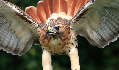 redtail hawk touchdown