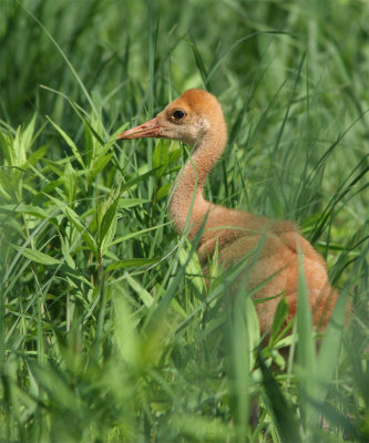 sandhilll crane spring chick
