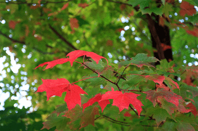 Maple leaves in the Fall