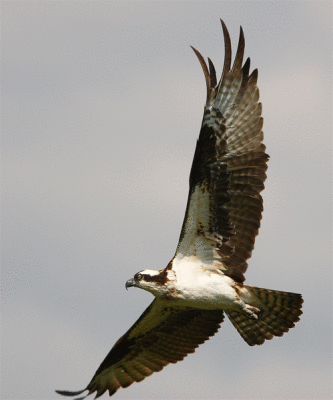 a magnificent osprey