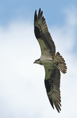 wingspan display