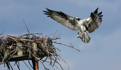 Osprey coming home...