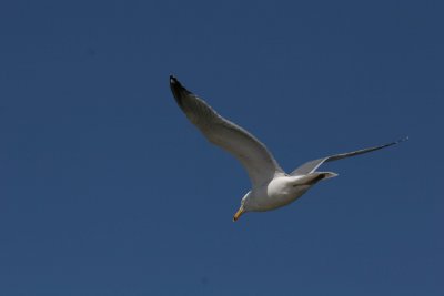 Herring Gull
