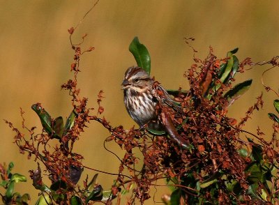 Song Sparrow