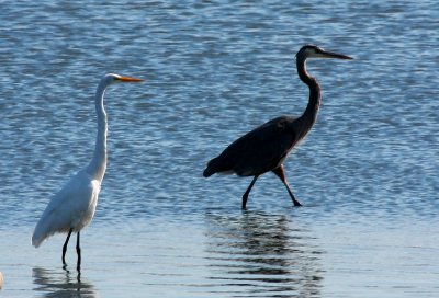 Great Blue Heron & Great Egret